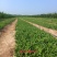 中条山苍术种苗（朱砂点），诚信经营，承德野生一代籽繁育。