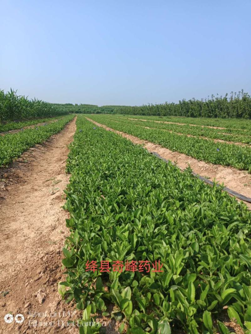 中条山苍术种苗（朱砂点），诚信经营，承德野生一代籽繁育。