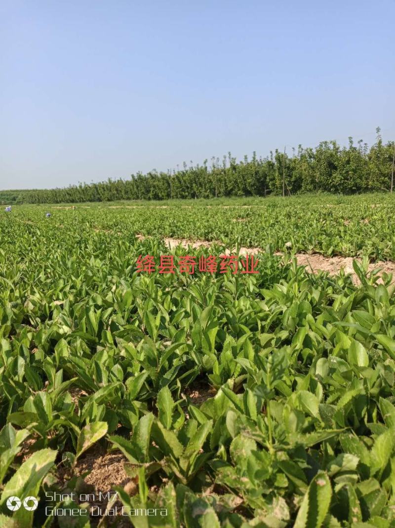 山西中条山道地北苍术种苗（诚信经营，信益第一）