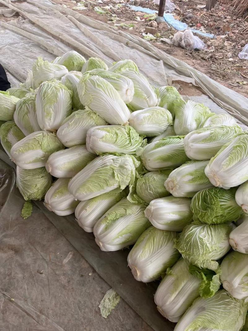 大白菜通许白菜代收代发全国货源充足冷库直发