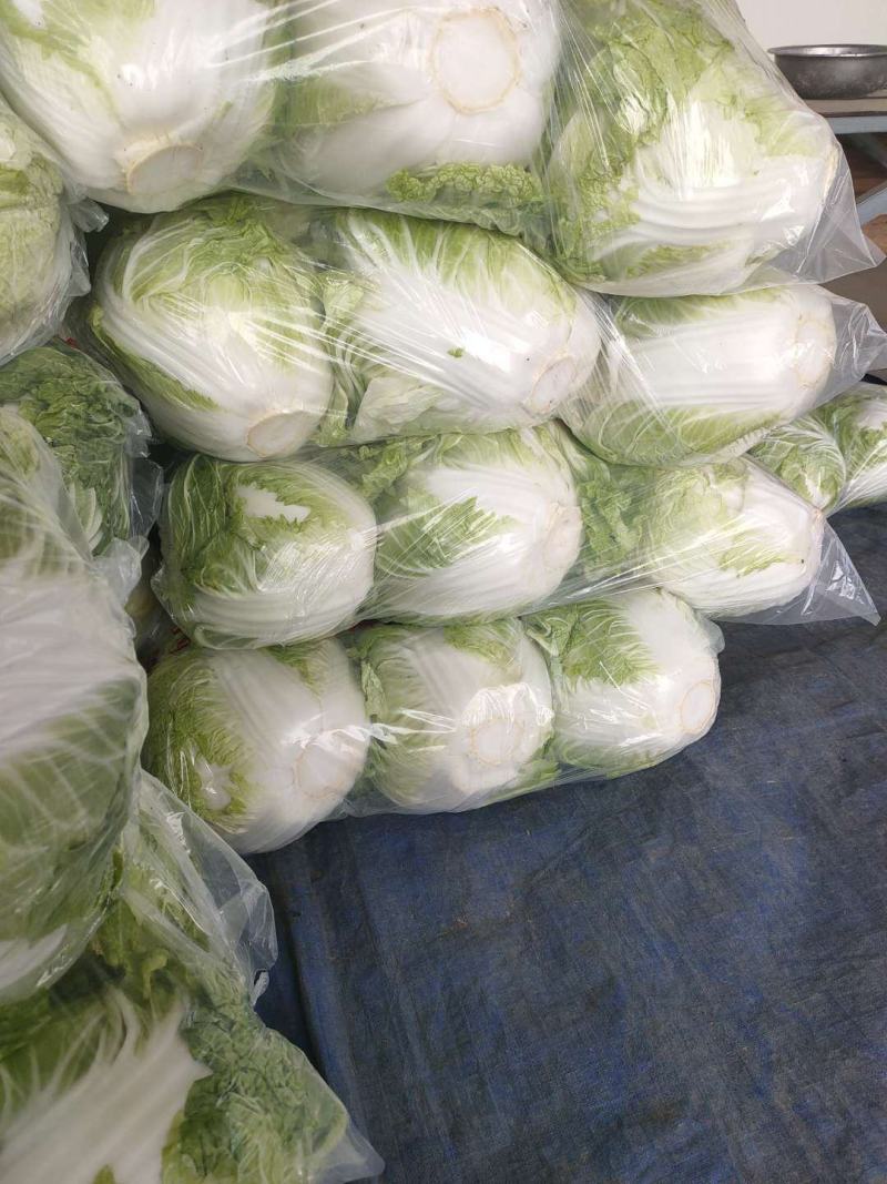大白菜通许白菜代收代发全国货源充足冷库直发