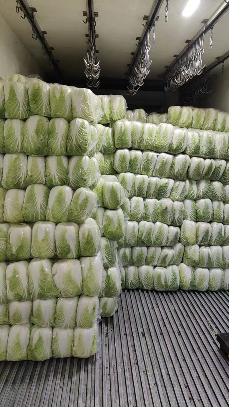 大白菜通许白菜代收代发全国货源充足冷库直发
