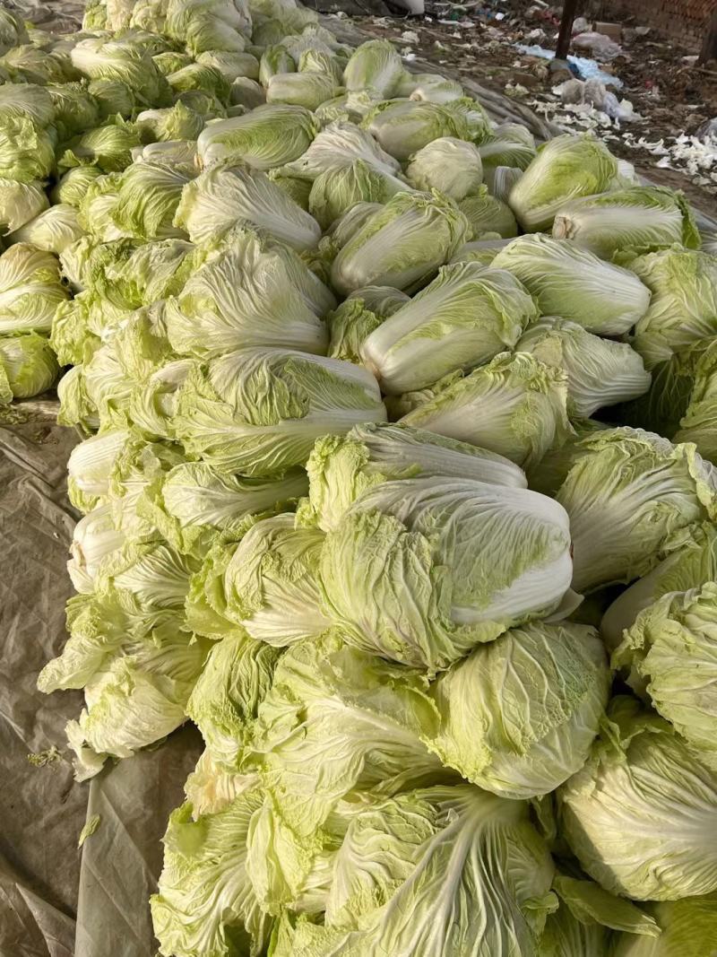 大白菜通许白菜代收代发全国货源充足冷库直发