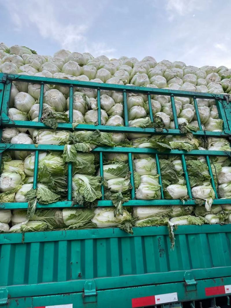 大白菜通许白菜代收代发全国货源充足冷库直发