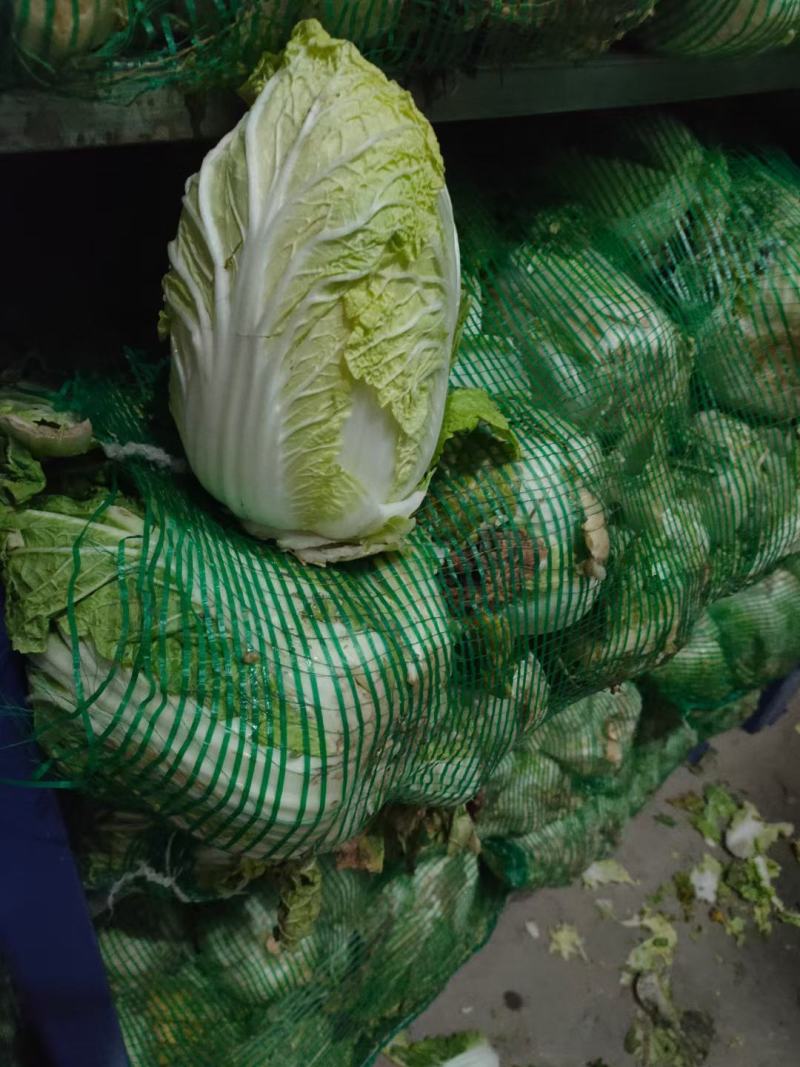 大白菜通许白菜代收代发全国货源充足冷库直发