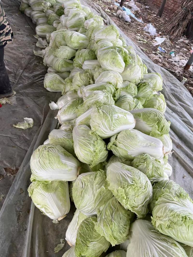 大白菜通许白菜代收代发全国货源充足冷库直发