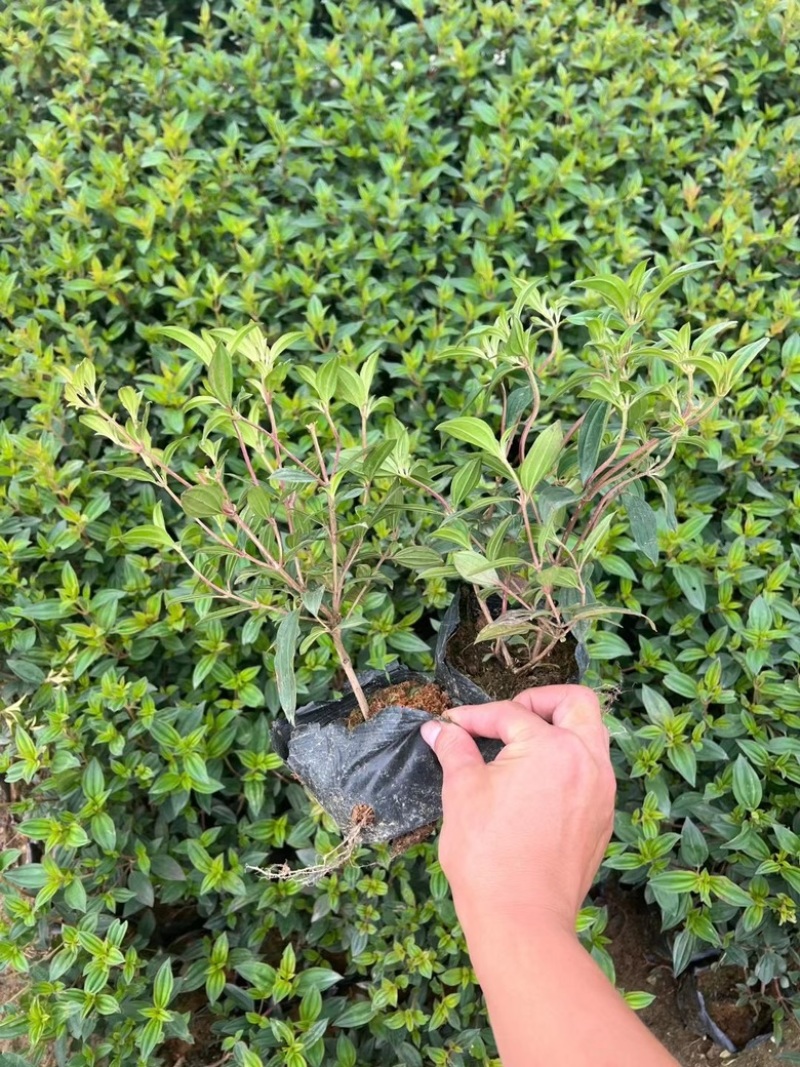 精品野牡丹巴西野牡丹牡丹花紫色野牡丹