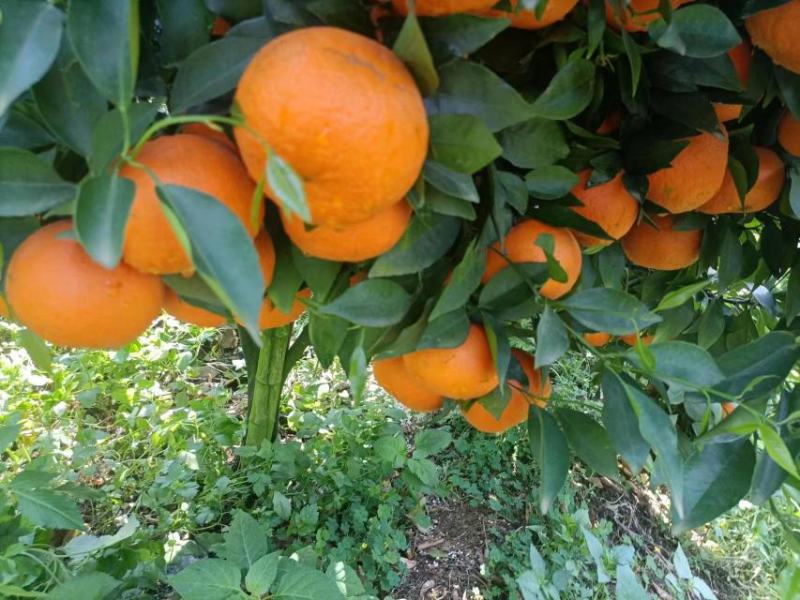 『新鲜』广西沃柑产地直供现摘现发货源充足欢迎咨询
