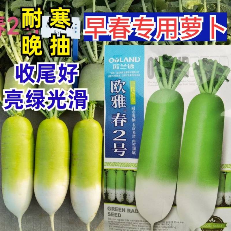 耐寒耐抽苔萝卜种子欧雅春2号早春耐低温晚抽苔绿皮萝卜种子