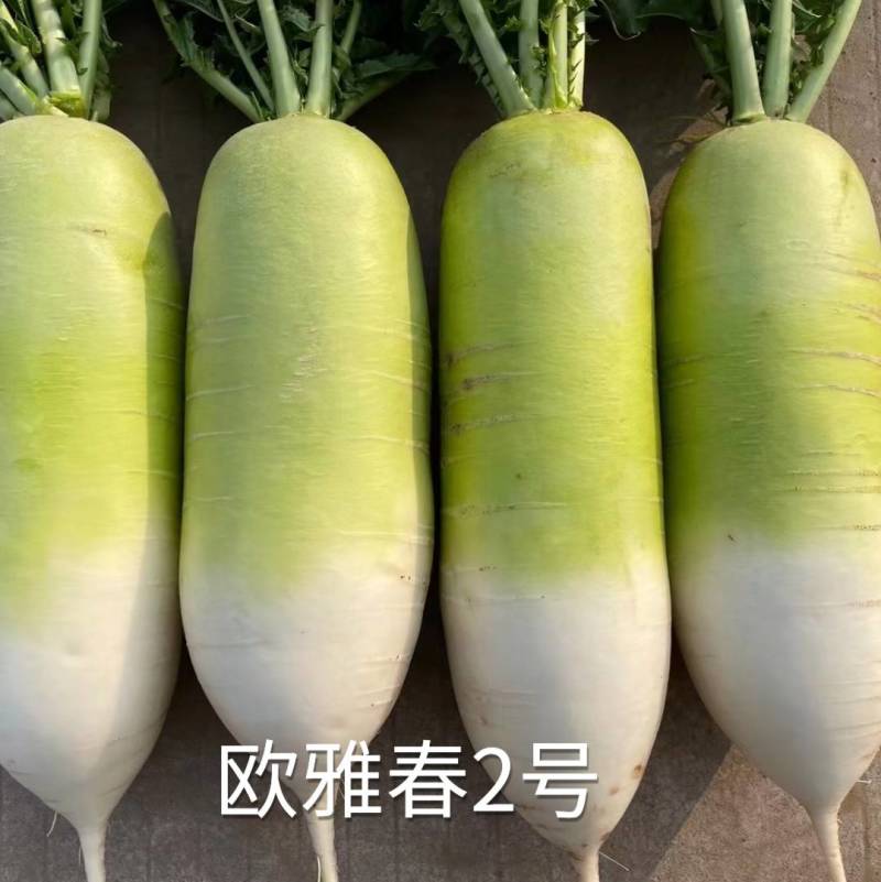 耐寒耐抽苔萝卜种子欧雅春2号早春耐低温晚抽苔绿皮萝卜种子