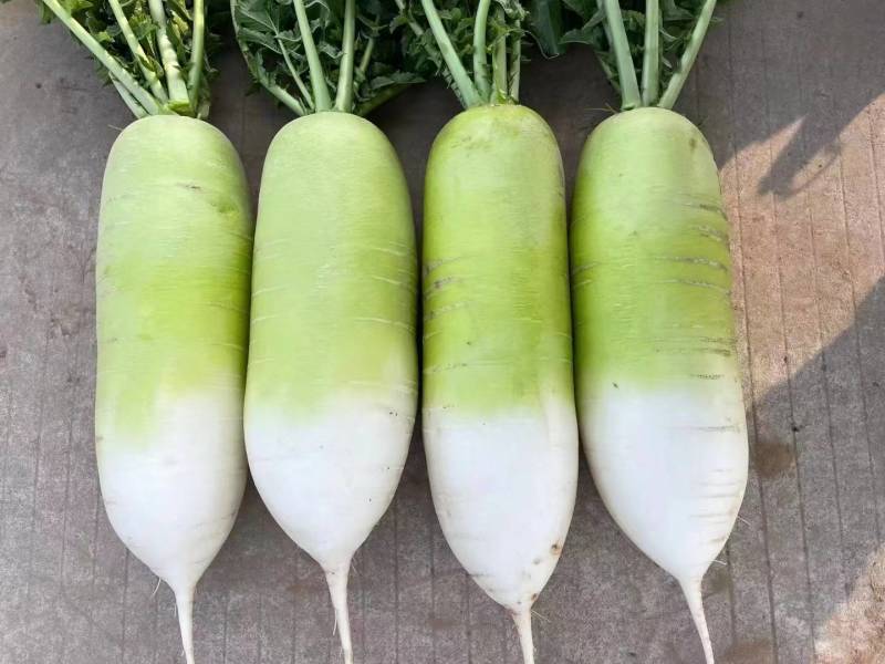 耐寒耐抽苔萝卜种子欧雅春2号早春耐低温晚抽苔绿皮萝卜种子