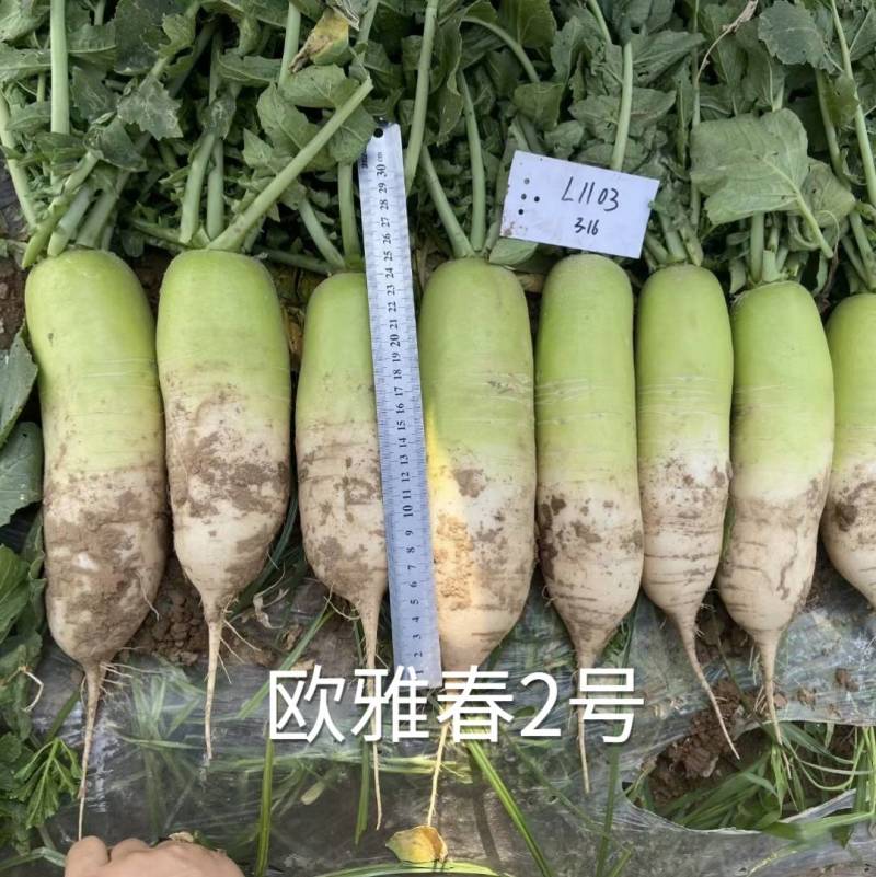 耐寒耐抽苔萝卜种子欧雅春2号早春耐低温晚抽苔绿皮萝卜种子