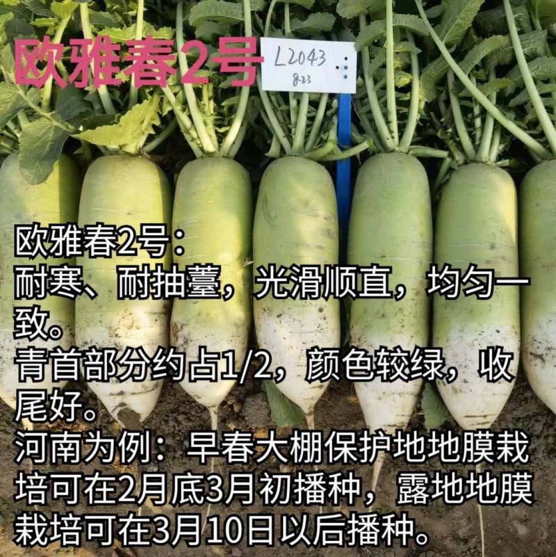 耐寒耐抽苔萝卜种子欧雅春2号早春耐低温晚抽苔绿皮萝卜种子