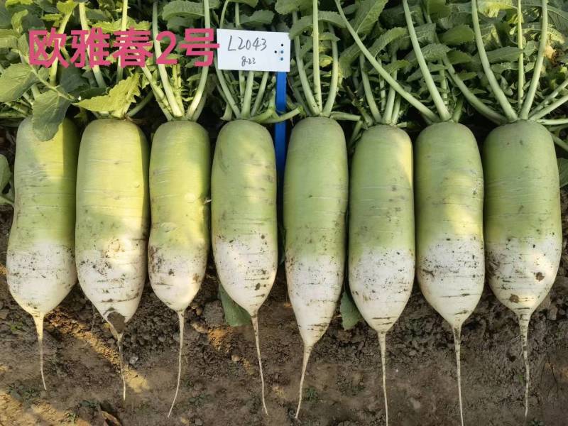 耐寒耐抽苔萝卜种子欧雅春2号早春耐低温晚抽苔绿皮萝卜种子
