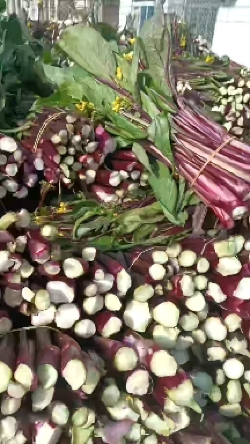 [菜苔]红菜苔基地一手货源质量很好的欢迎新老客户订购