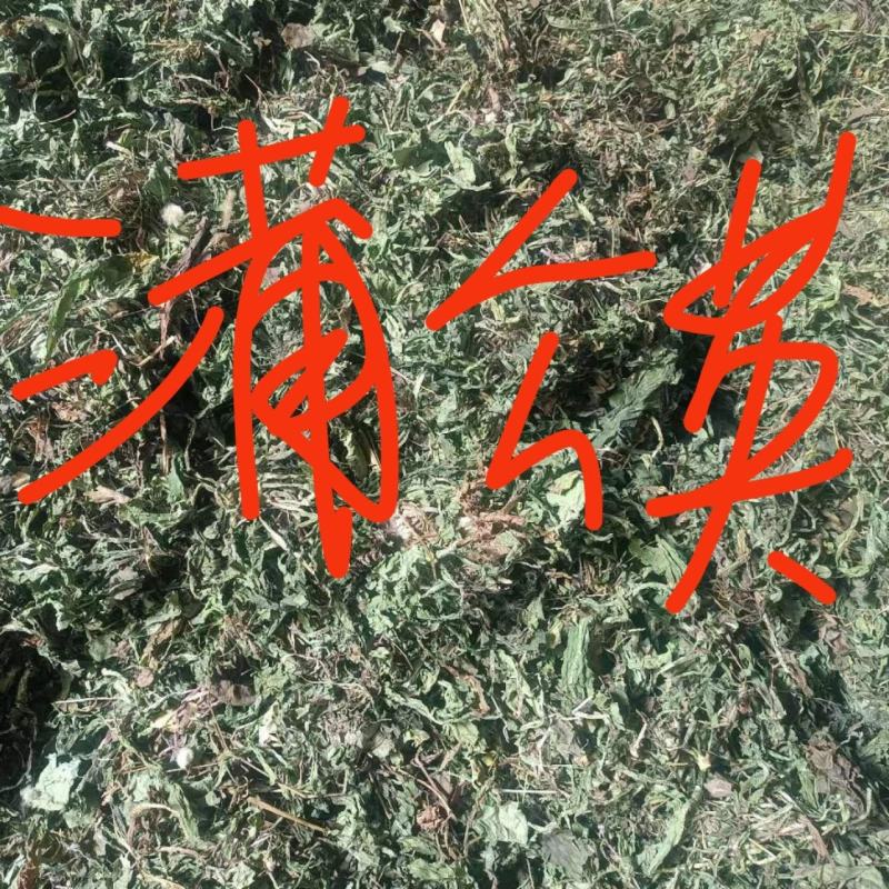 蒲公英种植基地批发