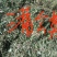 蒲公英种植基地批发