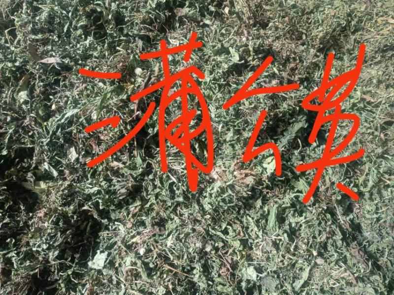 蒲公英种植基地批发