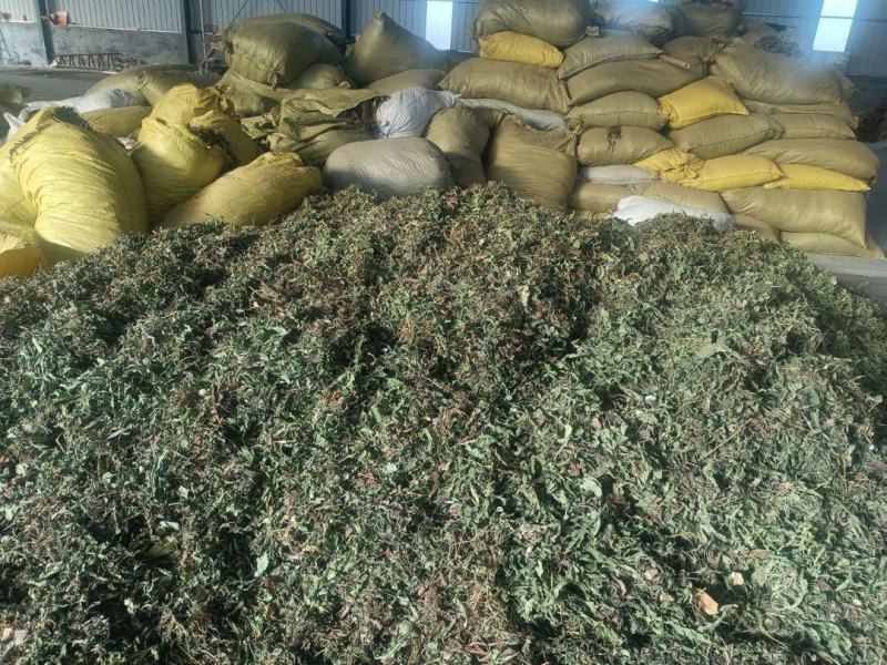 蒲公英种植基地批发
