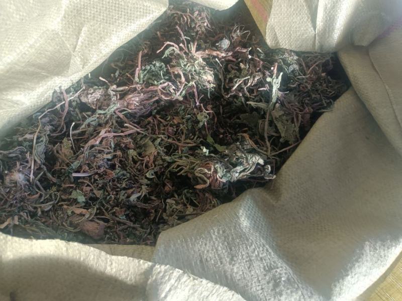 蒲公英种植基地批发