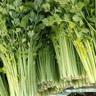 芹菜