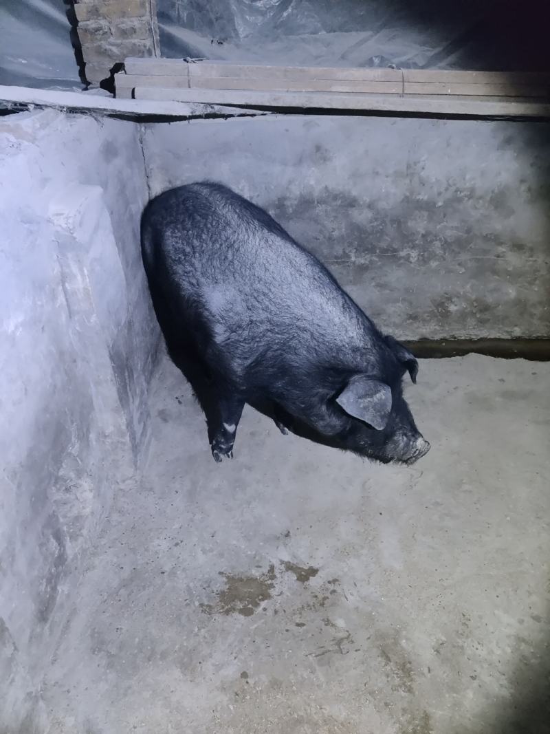 自家养的土黑猪