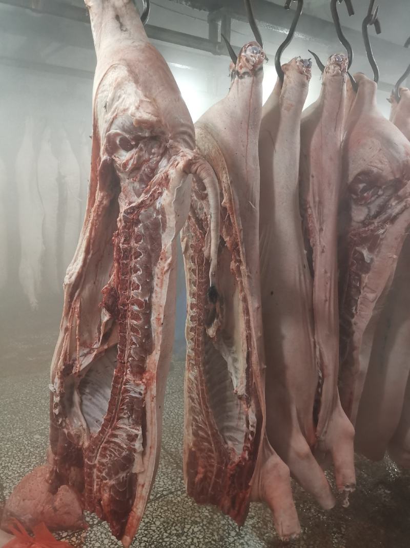 黑猪肉批发