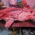 黑猪肉批发