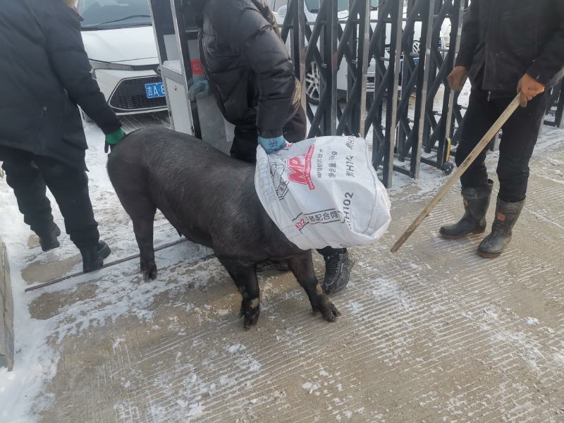 黑猪肉批发