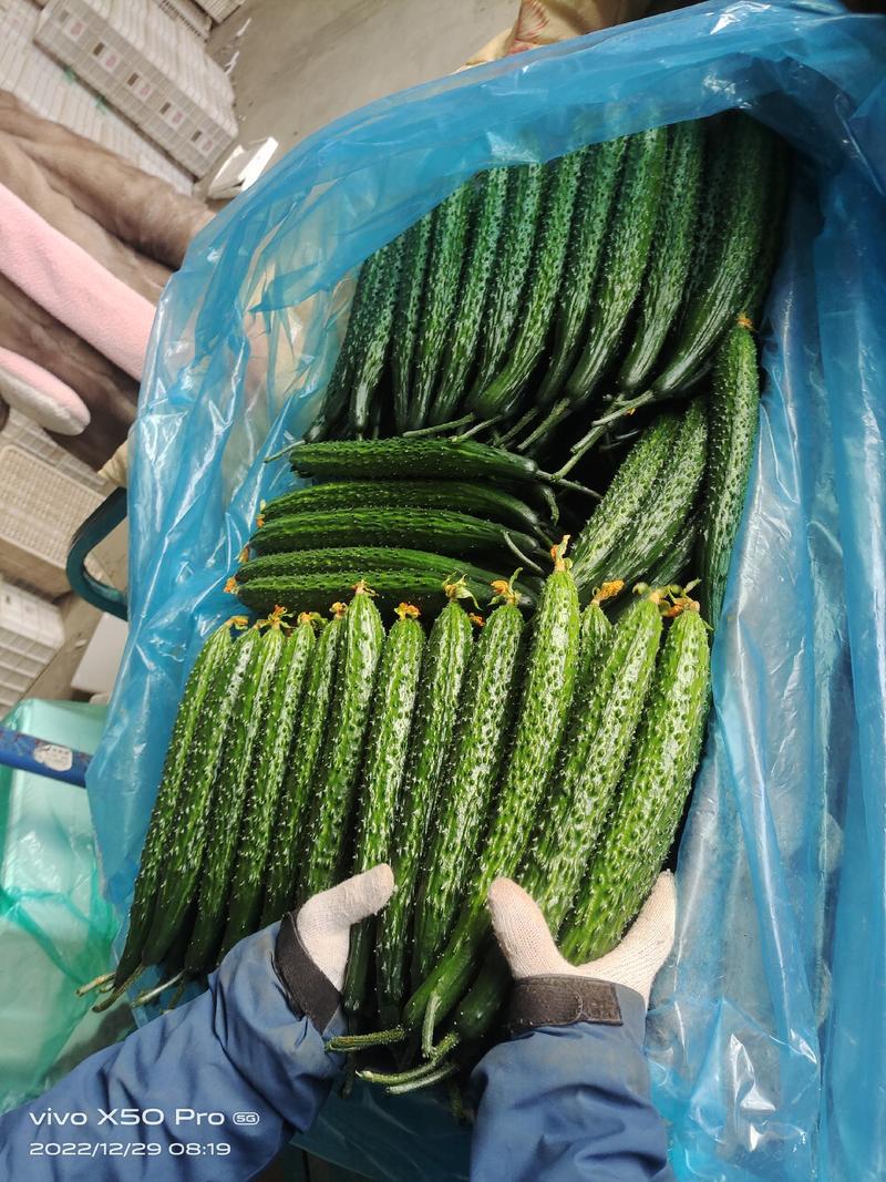 山东兰陵县精品密刺黄瓜产地直发一手货原，商超直供