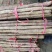 铁棍山药