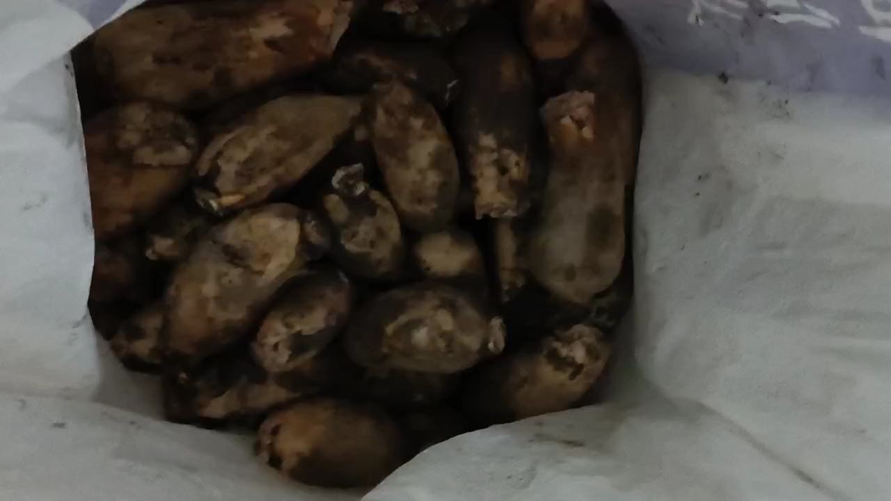 透析患者居家低钾饮食操作实景:不锈钢深盆盛清水浸泡莲藕薄片,计时器设定2小时;旁置已焯烫沥干的藕片,色泽微黄、质地紧实,无软烂出水;背景可见家用血压计与透析门诊复诊单一角,强调医患协同管理 透析患者家庭厨房场景:不锈钢盆中浸泡着切片莲藕,旁边放计时器显示"02:00",案板上铺有焯烫后的藕片,配文标签"冷水浸泡2小时+沸水焯3分钟=钾降59%""