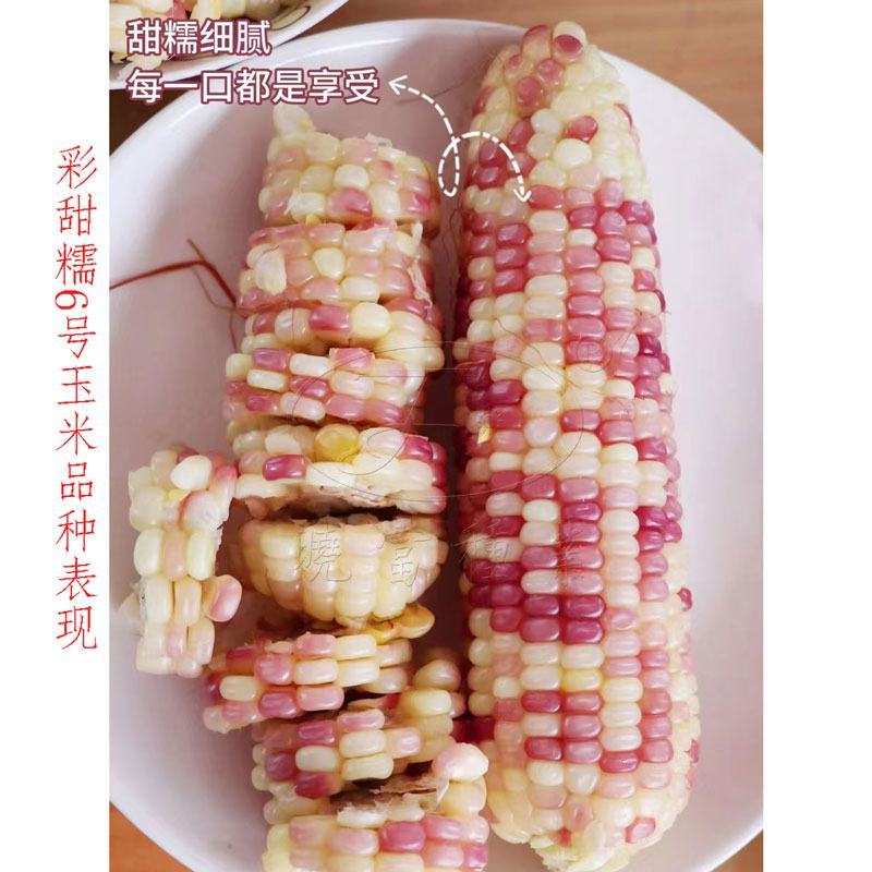 晓富彩甜糯6号玉米种子高产大棒甜加糯花玉米种200克原装