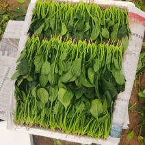 山东菠菜精品菠菜大量有货产地直供一手活跃代发全国欢