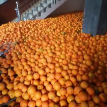 【纽荷尔脐橙】湖南湘西产地直供质量保证量大欢迎订购