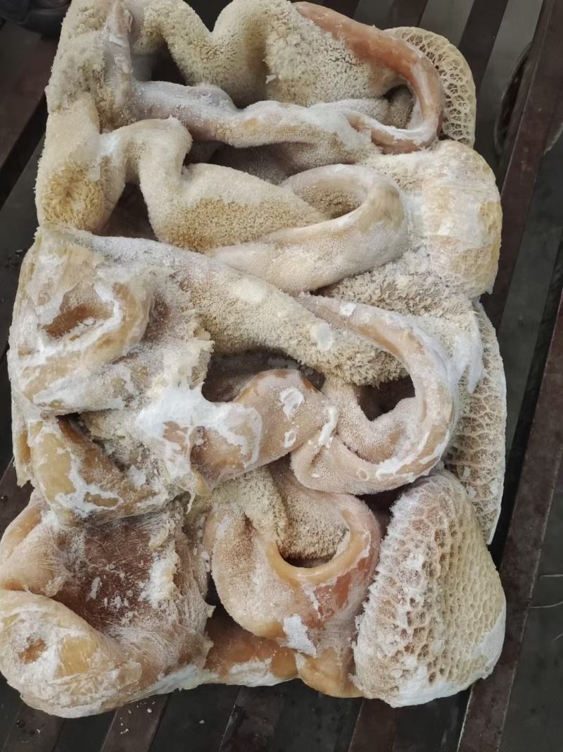 水煮牛肚带金肚精修无油大小均匀常年加工