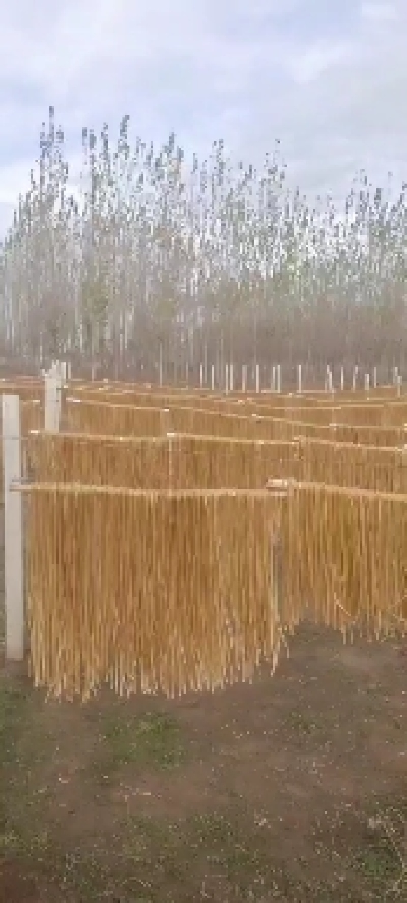 河北红薯粉条产地批发大量供货，保质保量量大从优欢迎客商