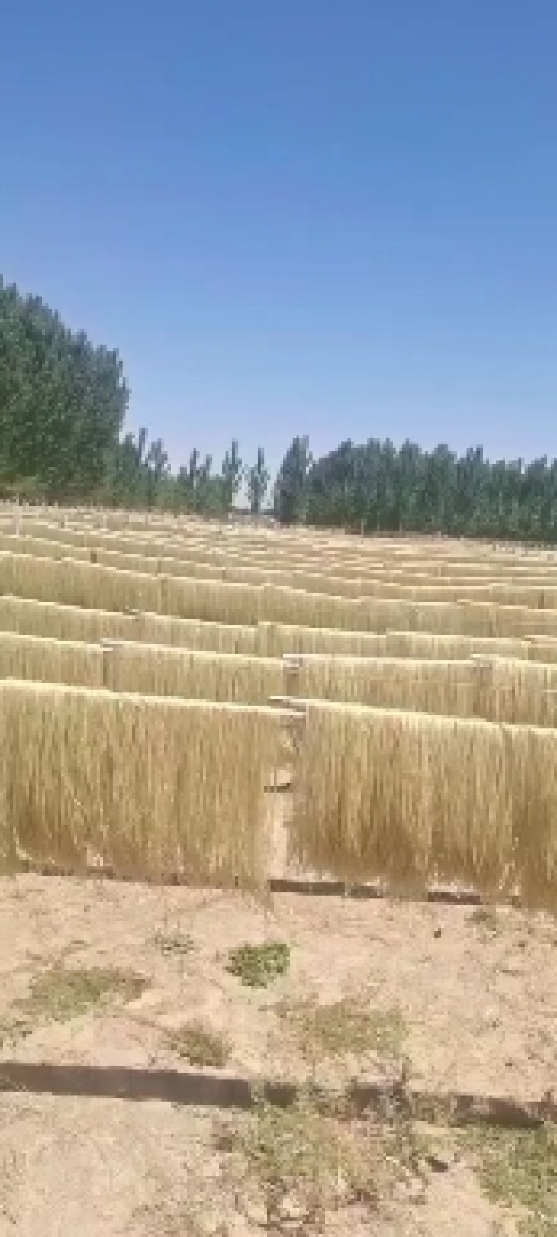 河北红薯粉条产地批发大量供货，保质保量量大从优欢迎客商