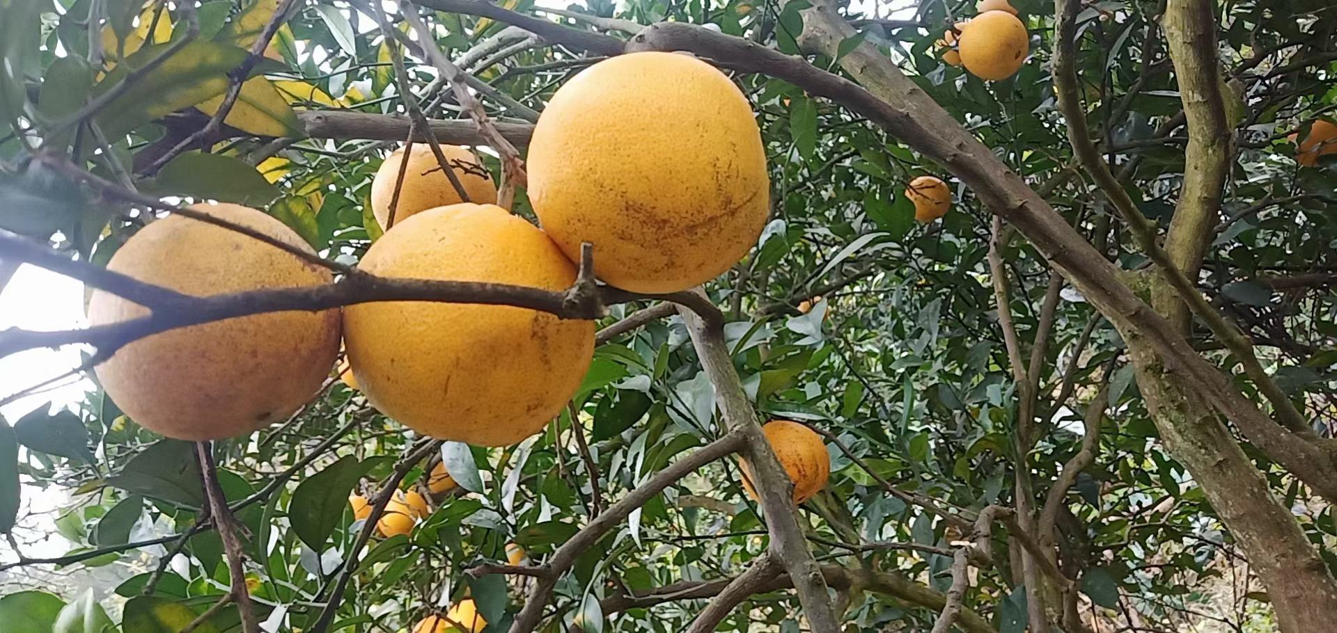 展示夏熟黄甘橙的成熟果实,果皮金黄、果实饱满、表面光滑,背景为果园环境 夏熟黄甘橙果实特写