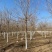 五角枫基地8公分10公分12公分15公分规格齐全保质保量