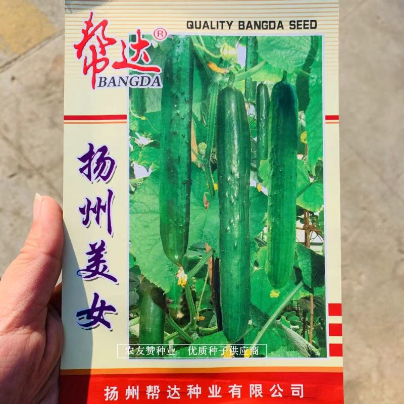 帮达扬州美女水果黄瓜种子刺瘤少瓜把短，肉质脆甜黄瓜种子