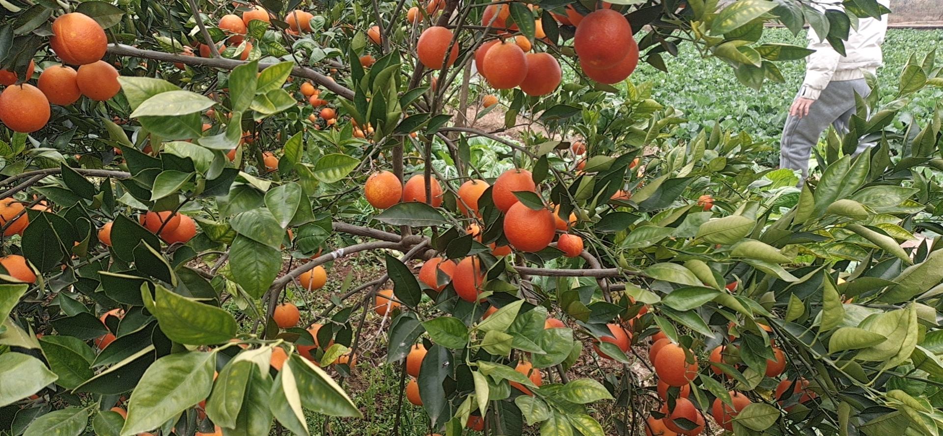 血橙果园实景图