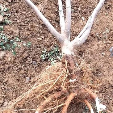 3年无花果树（布兰瑞克）老桩适合盆栽，做嫁接砧木