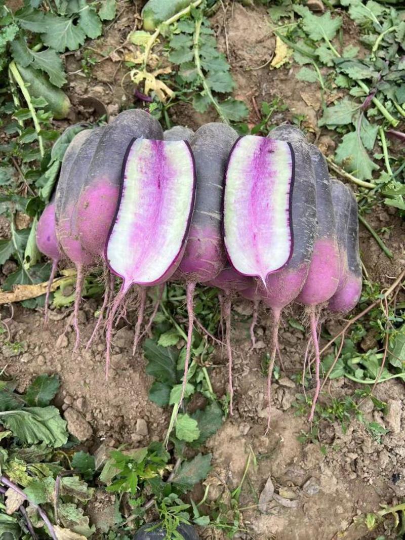 【精品】凤梨紫皮萝卜水果萝卜大量现货供应产地货源欢迎合作