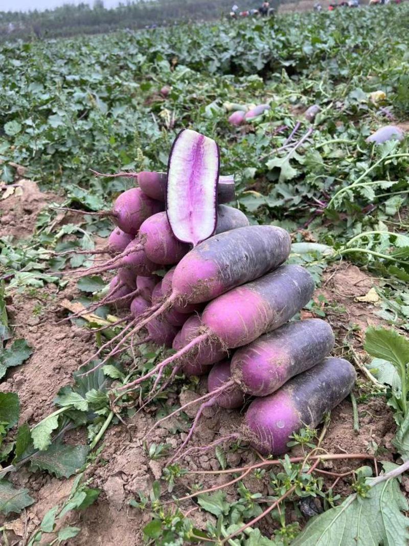 【精品】凤梨紫皮萝卜水果萝卜大量现货供应产地货源欢迎合作
