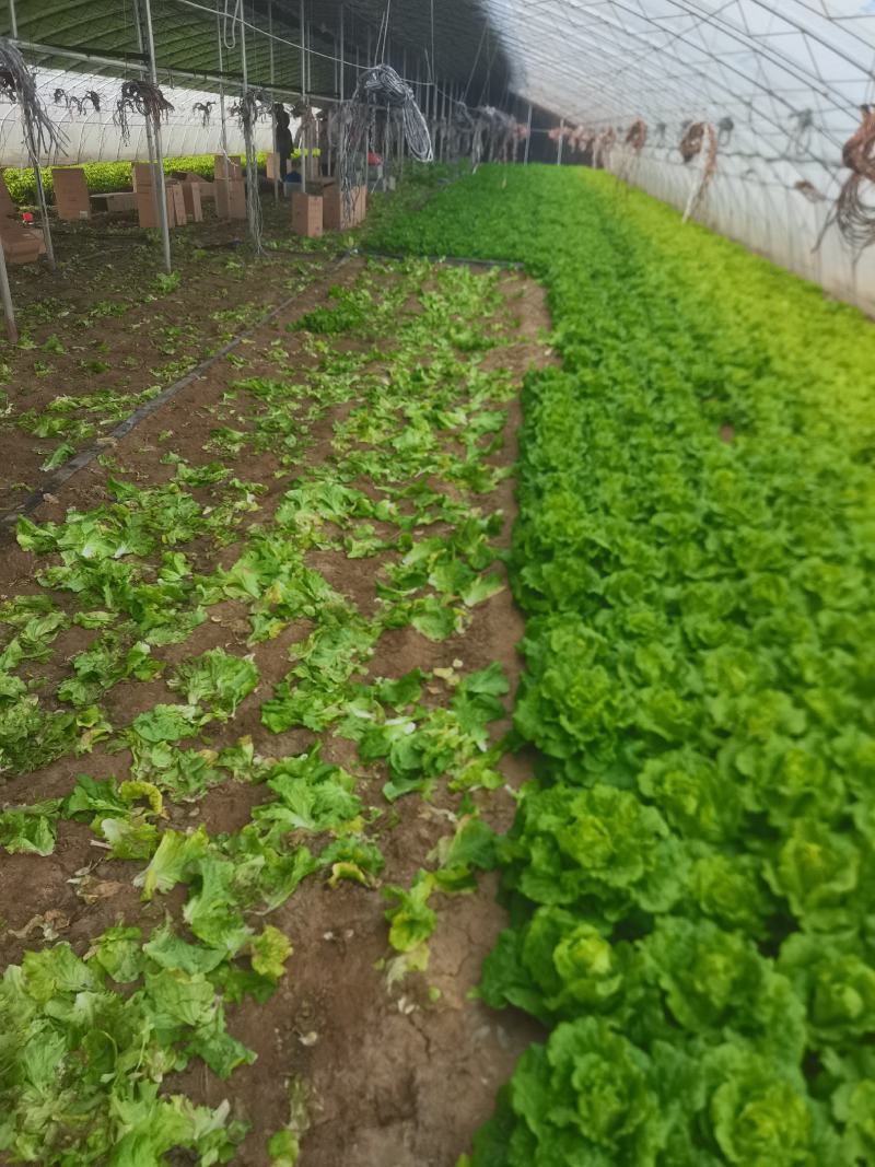 意大利生菜，大棚生菜上市中，量大可全国发货，支持验货