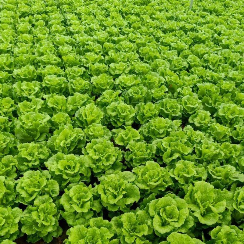 意大利生菜，大棚生菜上市中，量大可全国发货，支持验货