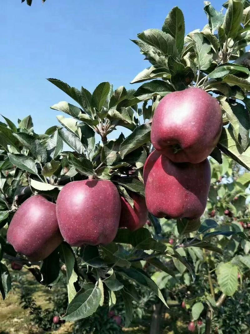 甘肃礼县花牛苹果产地直发一手货源批发品质保证价格美丽