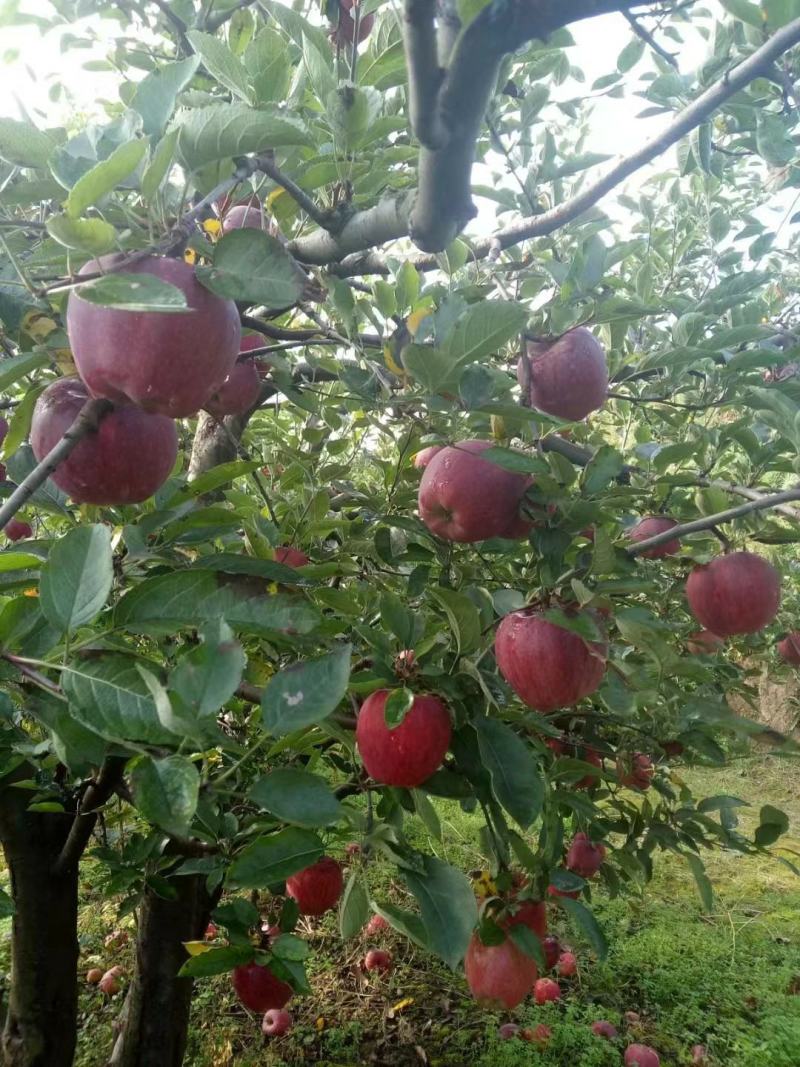 甘肃礼县花牛苹果产地直发一手货源批发品质保证价格美丽