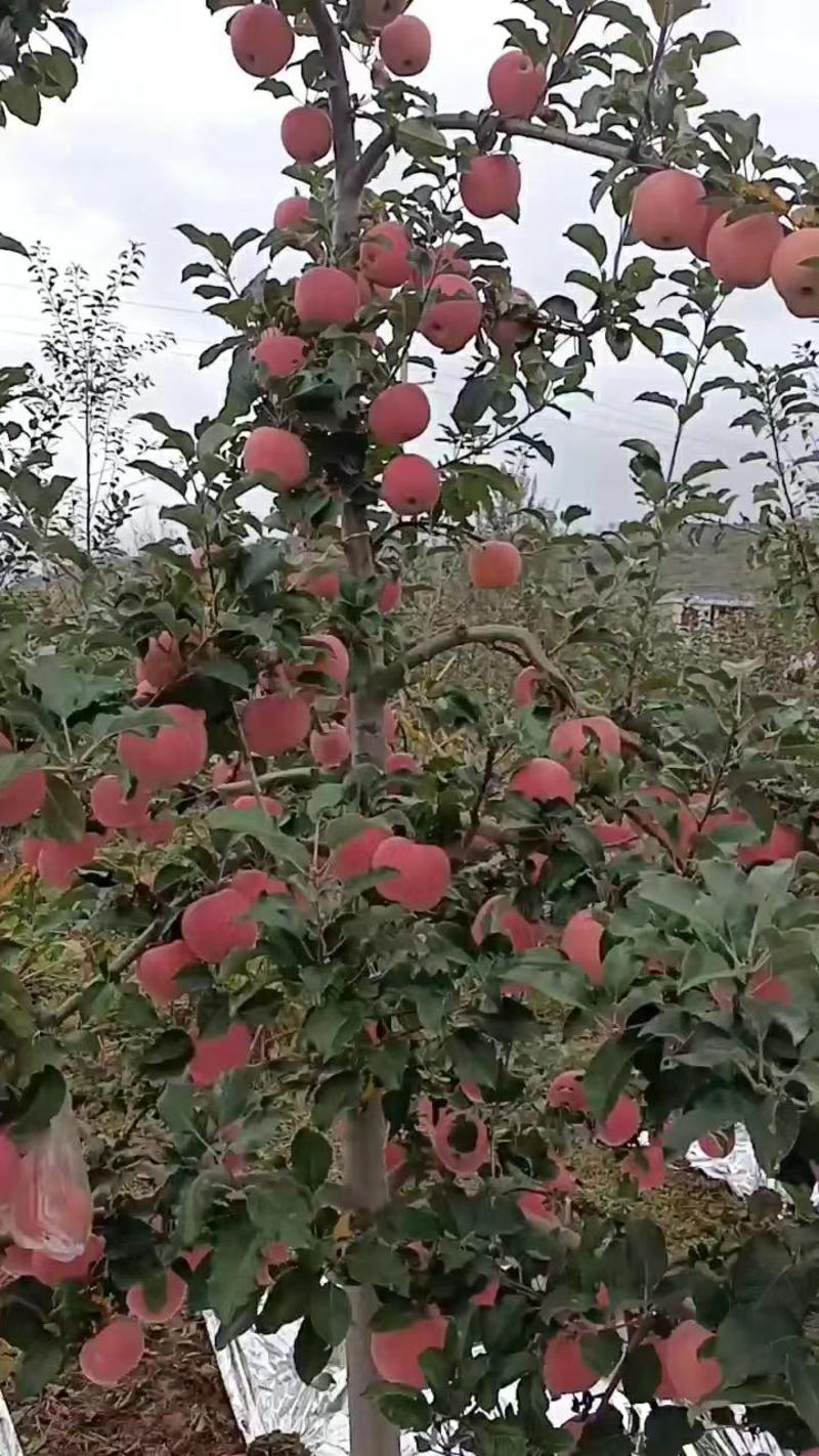 甘肃礼县红富士苹果产地直发一手货源批发品质保证价格美丽